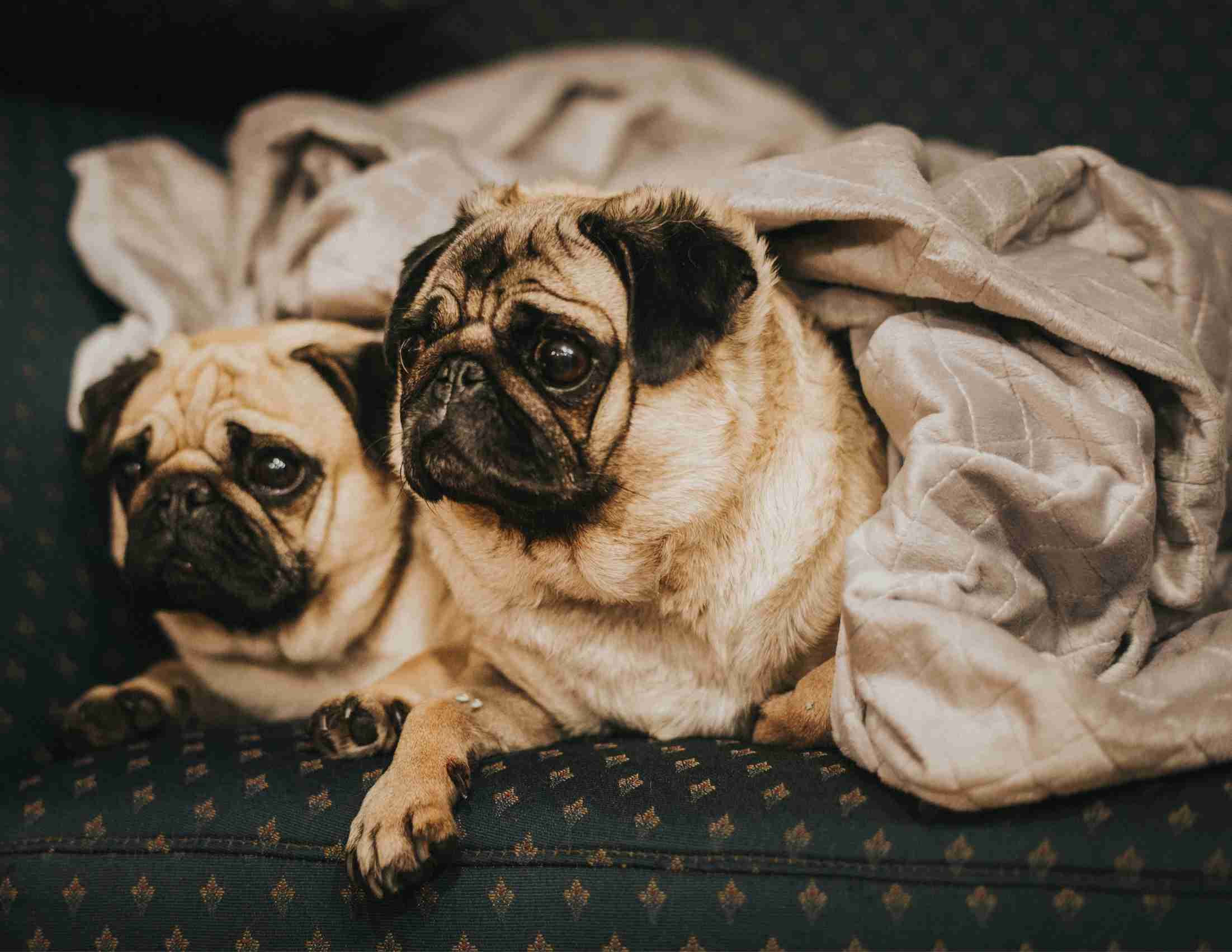 Zwei Pugs unter goldener Gewichtsdecke Plüsch
