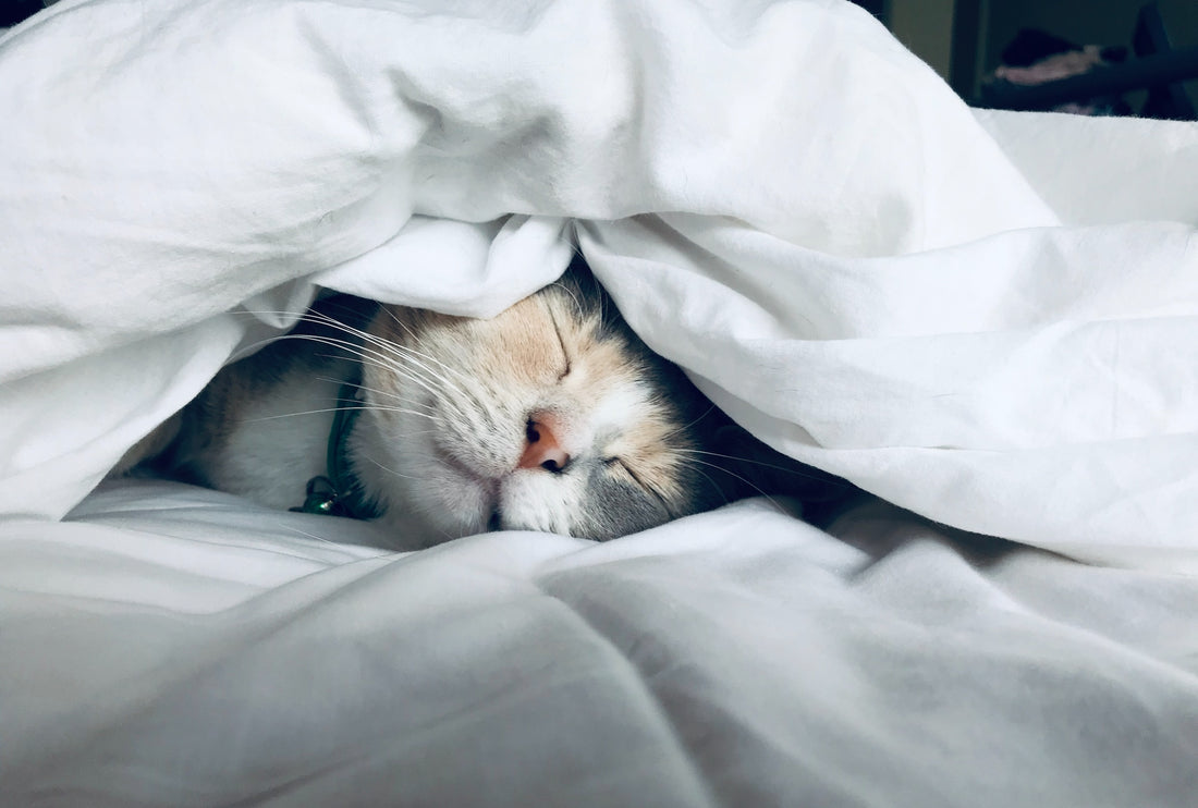 Eine graue Katze mit geschlossenen Augen und aufgerichteten Ohren, die unter einer gemütlichen, Gewichtsdecke hervorschaut und sich auf einem weichen Kissen befindet.